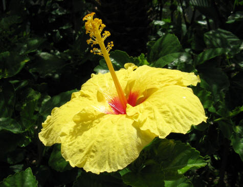 Tropical Flowers in Waikiki