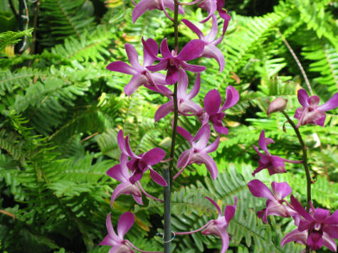 Orchids in Waikiki